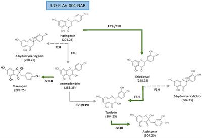 Optimization of flavanonols heterologous biosynthesis in Streptomyces albidoflavus, and generation of auronols